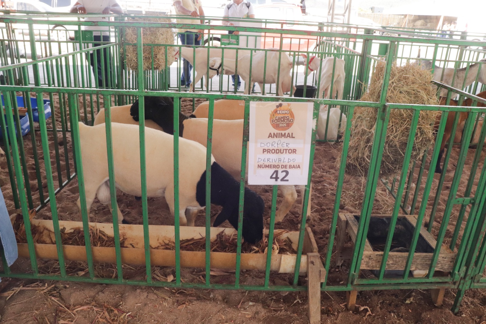 II EXPOSIÇÃO DE CAPRINOS E OVINOS DE CAMPO FORMOSO SE REAFIRMA NO ROL DAS MAIORES EXPOSIÇÕES DA AGRICULTURA DA BAHIA